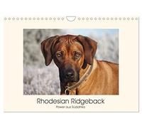 Rhodesian Ridgeback Power aus Südafrika (Wandkalender 2026 DIN A4 quer), CALVENDO Monatskalender: Faszination Ridgeback - Ein Portrait