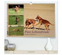 Rhodesian Ridgeback, Pure Lebensfreude (hochwertiger Premium Wandkalender 2026 DIN A2 quer), Kunstdruck in Hochglanz: Ein Lächeln im Gesicht