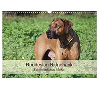 Rhodesian Ridgeback Schönheit aus Afrika (Wandkalender 2026 DIN A3 quer), CALVENDO Monatskalender: Faszination Rhodesian Ridgeback - Momentaufnahmen aus dem alltäglichen Leben