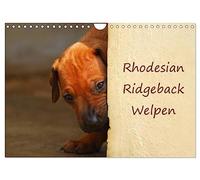 Rhodesian Ridgeback Welpen (Wandkalender 2026 DIN A4 quer), CALVENDO Monatskalender: Südafrikanische Rhodesian Ridgeback Welpen