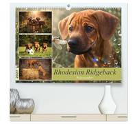Rhodesian Ridgeback - Welpenzauber (hochwertiger Premium Wandkalender 2027 DIN A2 quer), Kunstdruck in Hochglanz: Ein Jahr voller unvergesslicher Welpenmomente