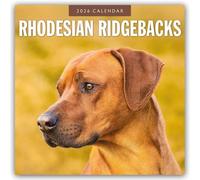 Rhodesian Ridgebacks - Rhodesian Ridgeback 2026 - 16-Monatskalender: Original Red Robin Publishing Ltd-Kalender [Mehrsprachig] [Kalender]