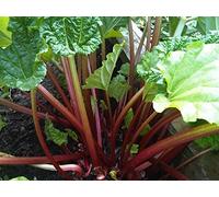 Rhubarb * Bulk 200 Seeds * Crimson Stalks * Withstands Hot Temps Seeds ONLY