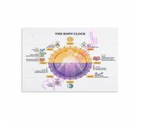 Rhythm Reset Poster Social Jet Lag Weekend Recovery Art | Advises consistent sleep schedule even on days off to prevent circadian drift(Unframed,08x12inch(20x30cm))