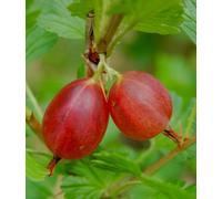 Ribes grossularia - - Uva spina rossa