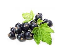 Ribes Nero Frutti 100 Gr