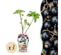Ribes nero - Ribes nigrum Titania - Difficile - 3 piante - 15-25cm - Ø9cm - Pianta da giardino