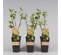 Ribes nero "Ribes nigrum Titania" frutti di bosco pianta in vaso ø11 cm Vivaio di Castelletto
