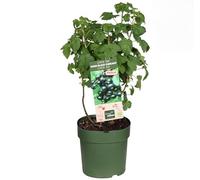 Ribes nero "Ribes nigrum Titania" frutti di bosco pianta in vaso ø18 cm Vivaio di Castelletto