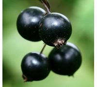 Ribes nigrum BLACK 20-60cm - - Ribes nero | Uva spina nera