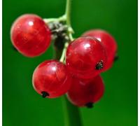 Ribes rubrum RED FRUITS 20-60cm - - Ribes rosso | Uva spina rossa