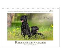 Riesenschnauzer - Herz auf vier Pfoten (Tischkalender 2027 DIN A5 quer), CALVENDO Monatskalender: Elegante Riesen im Spiel von Licht und Natur.