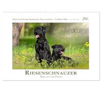 Riesenschnauzer - Herz auf vier Pfoten (Wandkalender 2027 DIN A2 quer), CALVENDO Monatskalender: Elegante Riesen im Spiel von Licht und Natur.