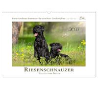 Riesenschnauzer - Herz auf vier Pfoten (Wandkalender 2027 DIN A3 quer), CALVENDO