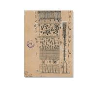 Rikin Liuff Neuron Disegno Santiago Ramon Y Cajal Poster Neuron Disegno Stampe Vintage Santiago Ramon Y Cajal Tela Pittura Wall Art Decor 40x65cm Senza Cornice