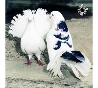 Rip Van Winkle [RVW-001] [Analog]