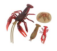 RiToEasysports Giocattolo di Aragosta, 4 Pezzi Modello di Ciclo di Vita Dell'Aragosta Set Fase di Crescita Aragoste Realistiche Giocattoli di Apprendimento Veri per Bambini Decorazione per