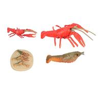 RIZGHWOY Figure del Modello del Ciclo di Crescita Dell'aragosta per il Giocattolo Educativo dei Bambini, Dettagli Eccellenti Modello del Ciclo di Vita del Granchio per la Decorazione Domestica