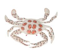 RIZGHWOY Giocattolo del Granchio Oceanico, Ornamento Didattico per la Cognizione Marina Dalla Forma Vivida, Ideale per la Decorazione Domestica