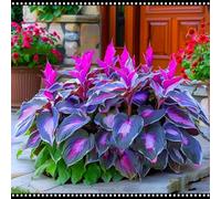 Rizoma di Hosta/Hosta resistente al freddo/diverse varietà/tollerante all'ombra per balconi e giardini-15 PCS-D