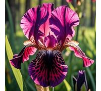 Rizoma di iris,ottima esposizione, giardino interno sul balcone, profumato, può essere invasato、adatte come regali per le feste-10Rizoma-I