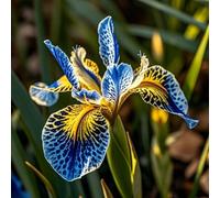 Rizoma di iris,ottima esposizione, giardino interno sul balcone, profumato, può essere invasato、adatte come regali per le feste-6Rizoma-E