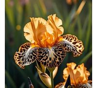 Rizoma di iris, ottima esposizione, giardino interno sul balcone, profumato, può essere invasato，adatte come regali per le feste-6Rizoma-F