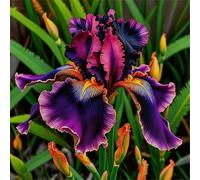 Rizoma di iris,perenne,resistenti,adatte per la decorazione di giardini e balconi/belle/adatte come regali per le feste-4Rizoma-B