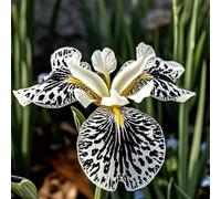 Rizoma di iris&perenne,resistenti,adatte per la decorazione di giardini e balconi/belle/adatte come regali per le feste-6Rizoma-B