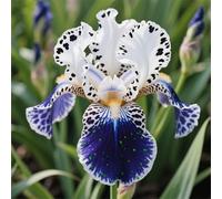 Rizoma di iris&resistenti al freddo e alla siccità,adatte per la decorazione di giardini e balconi/belle/adatte come regali per le feste-6Rizoma-C