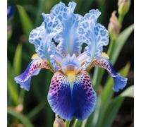 Rizoma di iris&resistenti al freddo e alla siccità,adatte per la decorazione di giardini e balconi/belle/adatte come regali per le feste-4Rizoma-D
