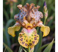 Rizoma di iris&resistenti al freddo e alla siccità,adatte per la decorazione di giardini e balconi/belle/adatte come regali per le feste-8Rizoma-A