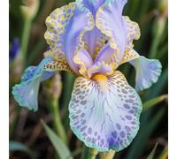 Rizoma di iris&resistenti al freddo e alla siccità,adatte per la decorazione di giardini e balconi/belle/adatte come regali per le feste-8Rizoma-I