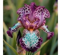 Rizoma di iris&resistenti al freddo e alla siccità,adatte per la decorazione di giardini e balconi/belle/adatte come regali per le feste-6Rizoma-H