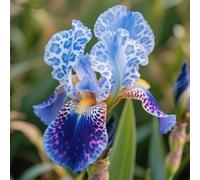 Rizoma di iris&resistenti al freddo e alla siccità,adatte per la decorazione di giardini e balconi/belle/adatte come regali per le feste-15Rizoma-D