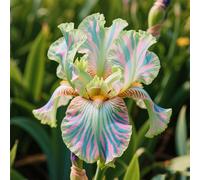 Rizoma di iris,resistenti al freddo e alla siccità,adatte per la decorazione di giardini e balconi/belle/adatte come regali per le feste-10Rizoma-J