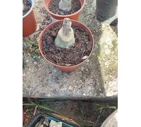 Rizoma di iris&resistenti al freddo e alla siccità,adatte per la decorazione di giardini e balconi/belle/adatte come regali per le feste-4Rizoma-F
