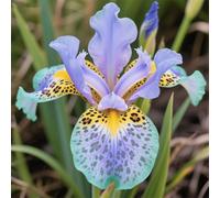 Rizoma di iris&resistenti al freddo e alla siccità,adatte per la decorazione di giardini e balconi/belle/adatte come regali per le feste-4Rizoma-I