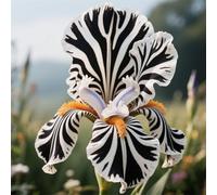 Rizoma di iris,resistenti al freddo e alla siccità,adatte per la decorazione di giardini e balconi/belle/adatte come regali per le feste-4Rizoma-A