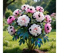 Rizoma di peonia. Crescono bene e sono robusti. e si abbinano magnificamente alle sculture in oro e giada.【KVHSVB】-1 Rizoma-G