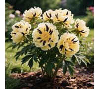 Rizoma di peonia. Crescono bene e sono robusti. e si abbinano magnificamente alle sculture in oro e giada.【KVHSVB】-1 Rizoma-H