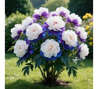 Rizoma di peonia. Crescono bene e sono robusti. e si abbinano magnificamente alle sculture in oro e giada.【KVHSVB】-1 Rizoma-D