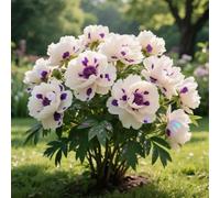 Rizoma di peonia. Crescono bene e sono robusti. e si abbinano magnificamente alle sculture in oro e giada.【KVHSVB】-1 Rizoma-F