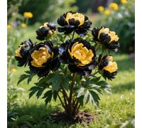 Rizoma di peonia. Crescono bene e sono robusti. e si abbinano magnificamente alle sculture in oro e giada.【KVHSVB】-1 Rizoma-B