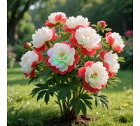 Rizoma di peonia. Crescono bene e sono robusti. e si abbinano magnificamente alle sculture in oro e giada.【KVHSVB】-1 Rizoma-A