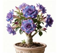 Rizoma di rosa del deserto,adenium obesum bulbi,rosa del deserto mista, bulbi selezionati, colori rari, facili da coltivare, bassa manutenzione-4Bulbi-B