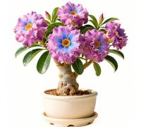 Rizoma di rosa del deserto-rosa del deserto mista, bulbi selezionati, colori rari, facili da coltivare, bassa manutenzione-1Bulbi-E