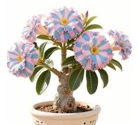 Rizoma di rosa del deserto-rosa del deserto mista, bulbi selezionati, colori rari, facili da coltivare, bassa manutenzione-1Bulbi-G