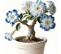 Rizoma di rosa del deserto-rosa del deserto mista, bulbi selezionati, colori rari, facili da coltivare, bassa manutenzione-1Bulbi-I