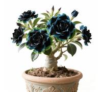 Rizoma di rosa del deserto,rosa del deserto mista, bulbi selezionati, colori rari, facili da coltivare, bassa manutenzione-2Bulbi-I